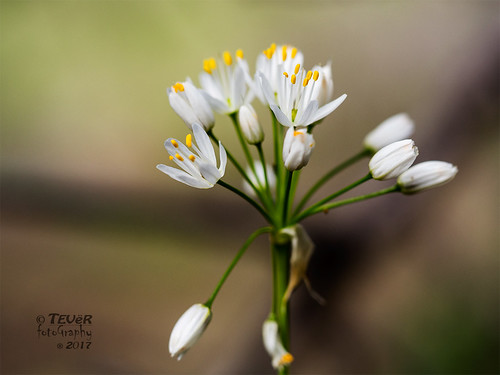 Fl Flores blancas
