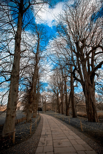 blue winter cambridge sky tree college catchycolors path kings avenue catchycolorsblue 10faves golddragon mywinners abigfave platinumphoto