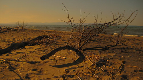 tree beach arbol playa albero spiaggia gotanproject margheritadisavoia ofanto vuelvoalsur aplusphoto focedellofanto