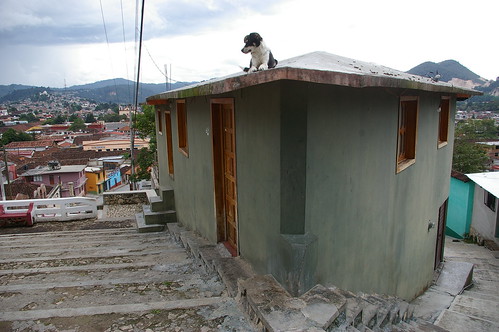 travel roof dog stairs mexico san medical international chiapas cristobal aide cristóbal