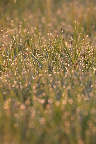 light nature grass sunrise nikon alba natura erba bouquet nikkor luce 70300 d80 vrii