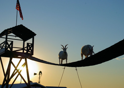 climbinggoats southdakota animal goat horns billy mammals windmill flag bridge livestock domestic farm ruminant sun sky
