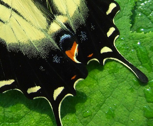 ohio butterfly cleveland easterntigerswallowtail kirtland holdenarboretum papiloglaucus platinumphoto ysplix brillianteyejewel treehugger007