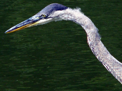bridge blue white fish tree heron neck lunch leg great flight wing take greatblueheron londonontario