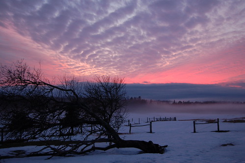 sunset canada tree fence princeedwardisland pei albioncross