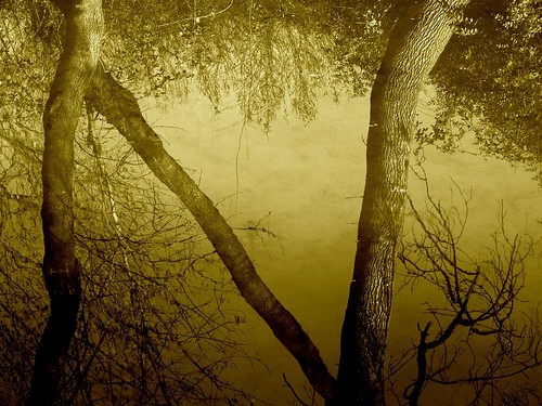 france tree nature water sepia reflections river shadows hiver natura montpellier rivière arbre reflets ballade passionphotography grabels enneade