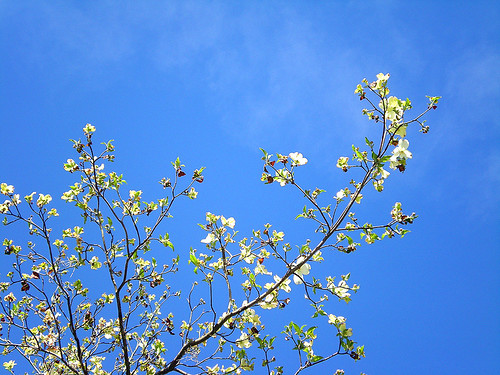flowers trees sky nature dogwood