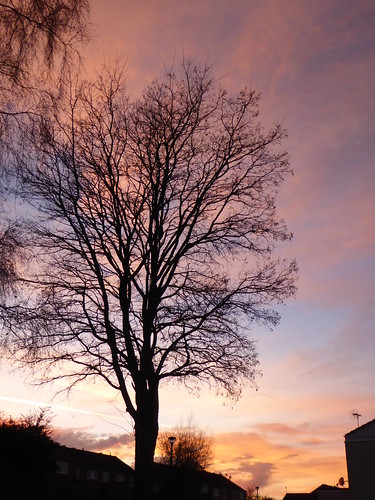 uk england sunset silhouette silhouettes silhouetted sky flickr trees tree kent faversham