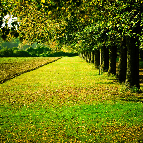 park autumn trees plants brown color green fall nature yellow digital germany square landscape geotagged alley nikon colorful europe seasons tl meadow fields d200 nikkor dslr brühl northrhinewestphalia 18200mmf3556 utatafeature manganite nikonstunninggallery date:year=2007 geo:lat=5082154 geo:lon=6919472 date:month=october date:day=7 format:orientation=square format:ratio=11