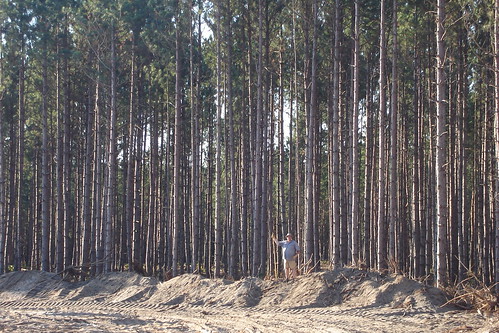 camping trees treefarm hesperiami