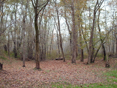 trees ohio home nature woods october wildlife malvern trailer 2007 woodburner newcasa enclosedpatio