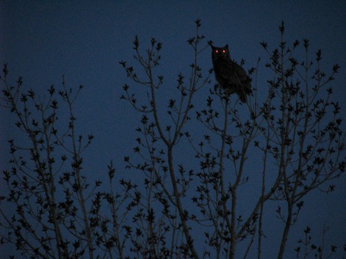 bird night dark roadtrip idaho owl bruneaudunes wagginwagon