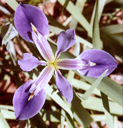 iris flower film 50mm minolta 14 minoltasrt101 purpleflower minoltasrt10150mm14
