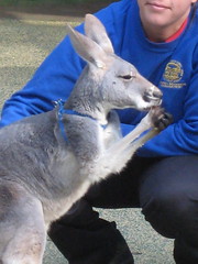 Kangaroo eating 