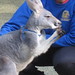 Kangaroo eating