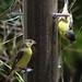 lesser goldfinches