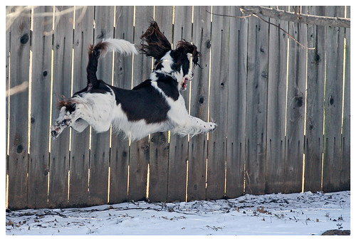 winter dog white motion oklahoma ess jumping darwin midair springer springerspaniel 2007 englishspringerspaniel supershot canonef70200mmf4lusm pse5 platinumphoto