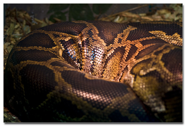 Big fat snake | Flickr - Photo Sharing!