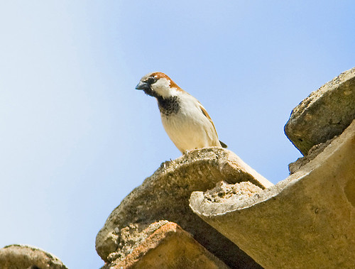cute bird animal sparrow curious housesparrow passerdomesticus tejado pardal teulada pájaro inquisitive domesticus passer gorrión ocell teula