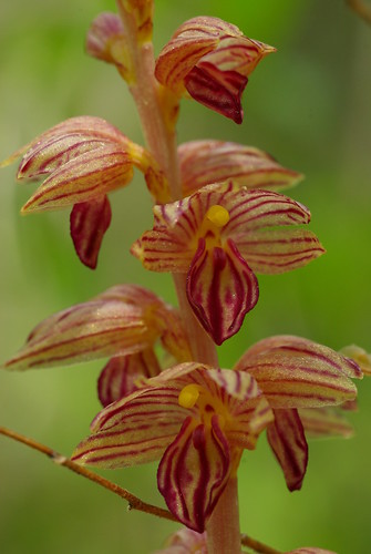 orchid bc wildflower striped coralroot redcanada