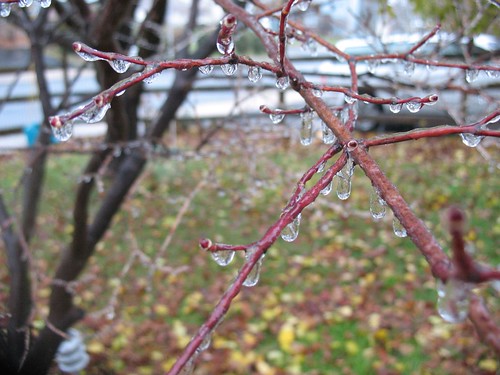 Icy Red Maple 1