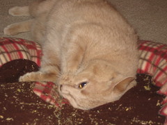 cat bed + catnip = success 