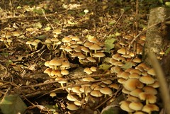 Heel veel paddenstoelen