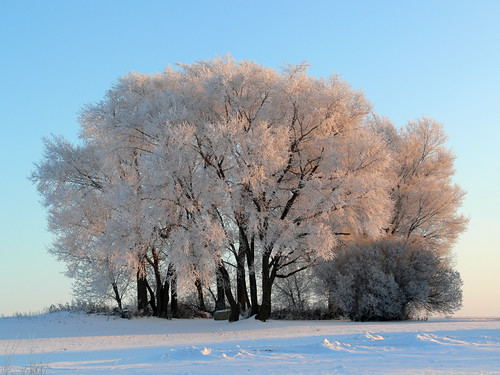 trees winter snow cold nature minnesota landscape frost outdoor hoarfrost chaska qualitypixels cbpccal09 cbpcdeptwalls adultmef09