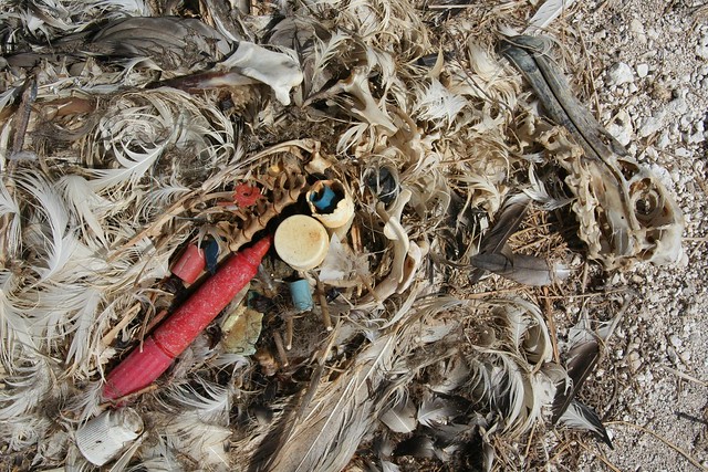 在信天翁屍體裡發現塑膠垃圾。圖片來源：angrysunbird（CC BY-SA 2.0）