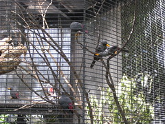 Some birds 