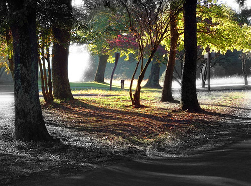 trees landscape dream twirl photoshopcs dreamscape dreamcatcher stonesriverbattlefield almostcolor
