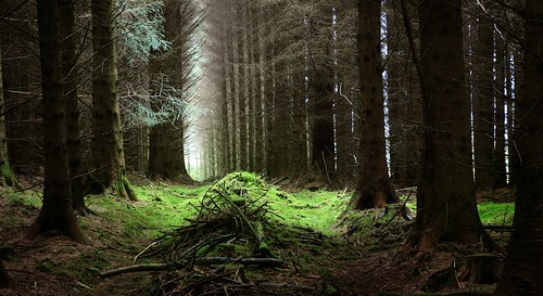 trees forest woodland landscape scotland deep environment enchanted albell