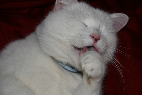 white 20d goofy tongue cat canon eos washing waschbaer