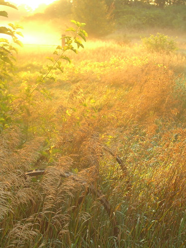 morning field grass sunrise glow farm