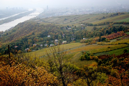 vienna autumn geotagged austria vineyards danube donau leopoldsberg grinzing