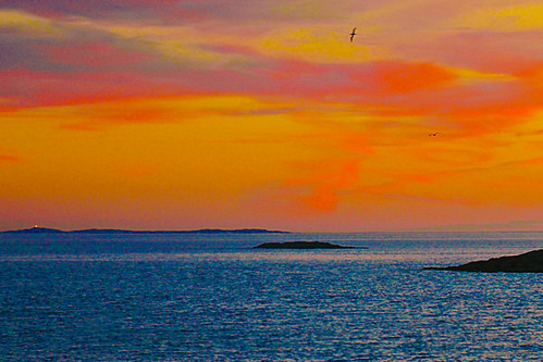 ocean sunset canada birds newfoundland fogo atlanticocean fogoisland anawesomeshot hjalmar1886
