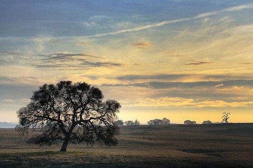 county morning sky tree canon folsom fields lone sacramento digitalrebelxt hdr grazing scottrd naturesfinest canonef70200mmf4l photomatix abigfave
