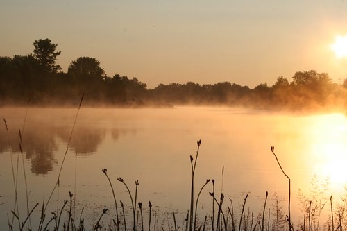 morning mist lake nature misty wisconsin sunrise reeds quiet natural shoreline serene goodmorning sunup gnas wnature neshkoro petergnas justaddlight