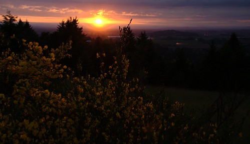 sunset plant home field yellow oregon weed glow silverton farm scotchbroom