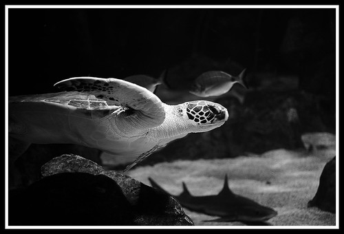 sea bw animals canon 350d 50mm mar turtle asturias bn animales tortuga gijon breathtaking acuario seleccion asturies bwemotions aplusphoto ltytr2 ltytr1 ltytr3 acuariodegijon a3b