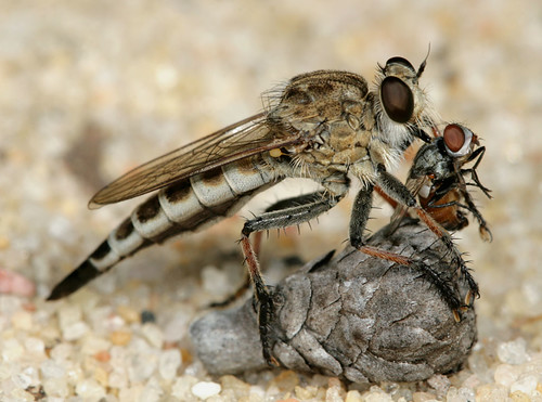 insect northcarolina robberfly coastalplain diptera asilidae eol efferia canonef100mmf28macrousm howellwoods asilinae efferiaapicalis taxonomy:binomial=efferiaapicalis