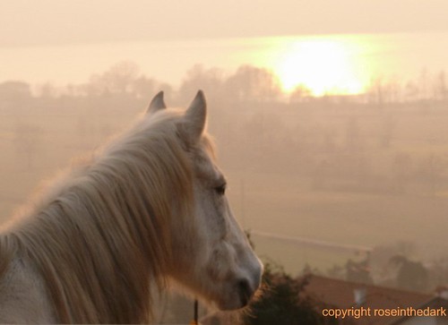 sunset horse lake reflection grey equine 10faves impressedbeauty happinessconservancy