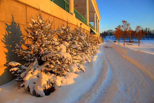 trees winter snow minnesota evergreen twincities saintpaul lakecomo hdr