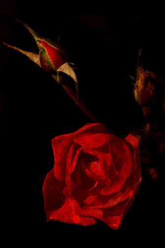 flowers red flower rose rosa fiori fiore rosso soe excellence flickrsbest artlibre anawesomeshot superbmasterpiece diamondclassphotographer flickrdiamond betterthangood thegardenofzen goldstaraward fdream