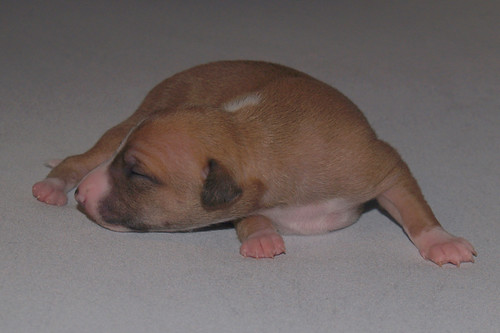 Whippet puppy: Animagi’s Anukis (9 days old)