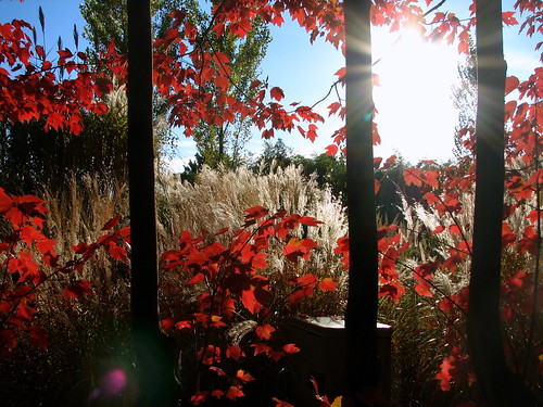 autumn sunset red sun tree fall grass leaves yellow three columns sculptures redleaves lightfantastic gfs yellowgrass groundforsculptures treecolumns
