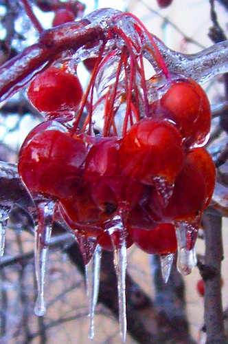 winter red ice cherries december iowa redrule davenport quadcities saintambroseuniversity
