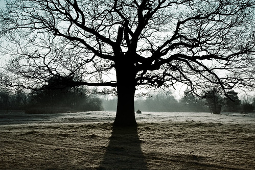cold tree backlight sunrise dawn frost buckinghamshire slough berkshire kevday chilled langleypark treesubject