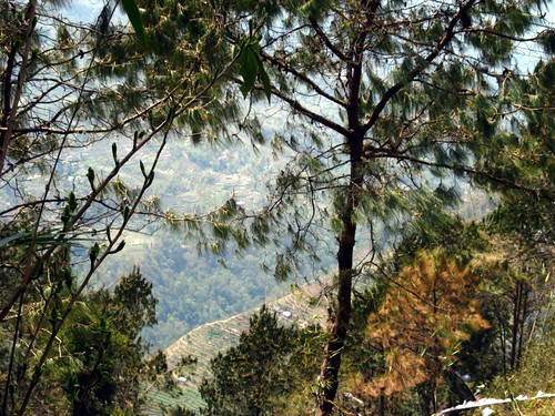 trees mountain sikkim gangtok