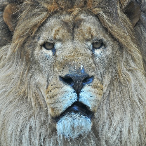 nature boston ma zoo searchthebest wildlife lion d300 franklinparkzoo goldstaraward thebestpicturegallery